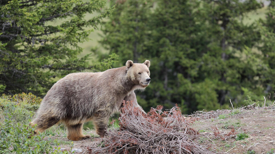 brown bear in Arosa | © Stiftung Arosa Bären / VIER PFOTEN