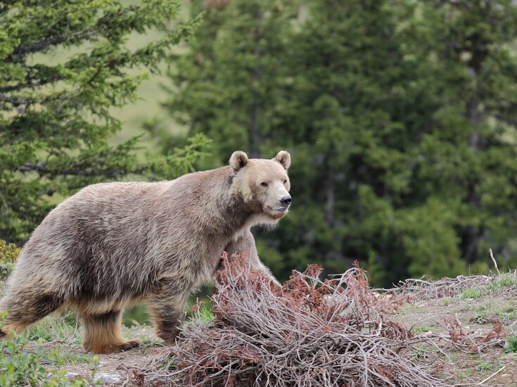 brown bear in Arosa | © Stiftung Arosa Bären / VIER PFOTEN