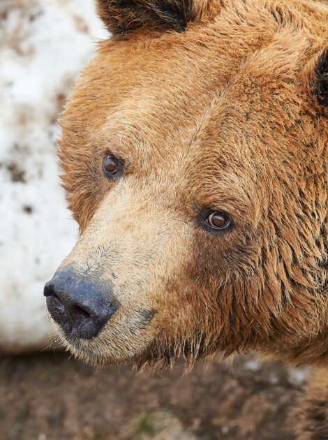 Bär in Arosa | © Stiftung Arosa Bären / VIER PFOTEN