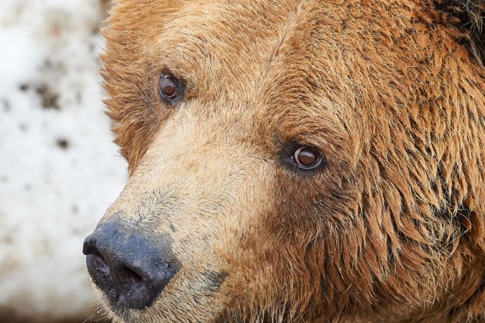 Bär in Arosa | © Stiftung Arosa Bären / VIER PFOTEN