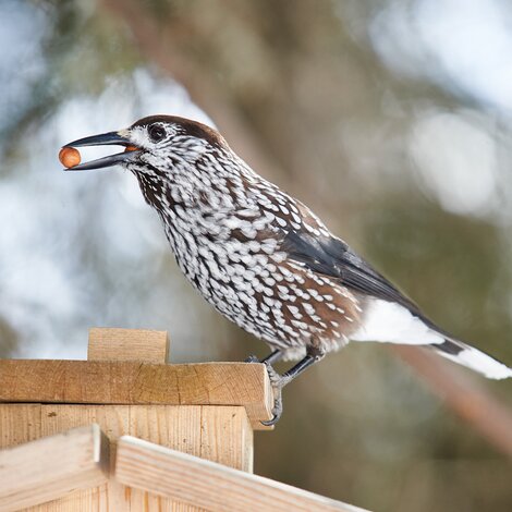 bird on the Squirrel Path