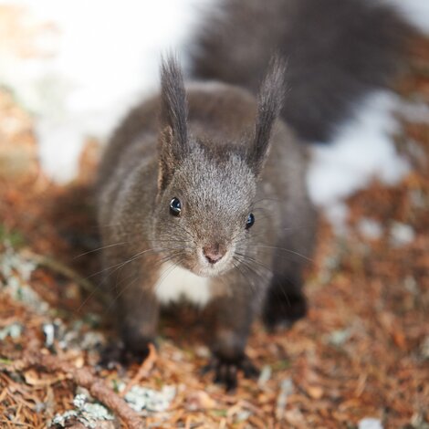 squirrel in Arosa