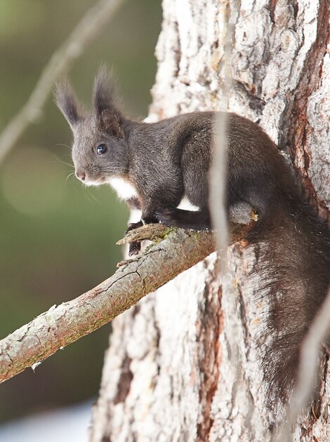 Eichhörnchen in Graubünden