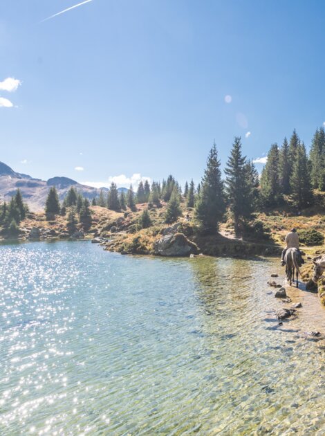 pferde am gewässer arosa | © Mattias Nutt Photography