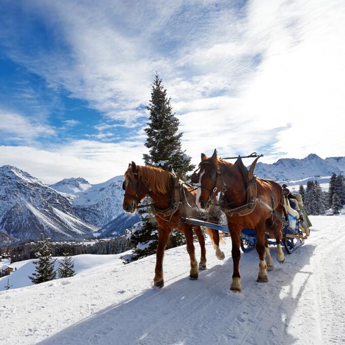 Pferdeschlittenfahren Arosa