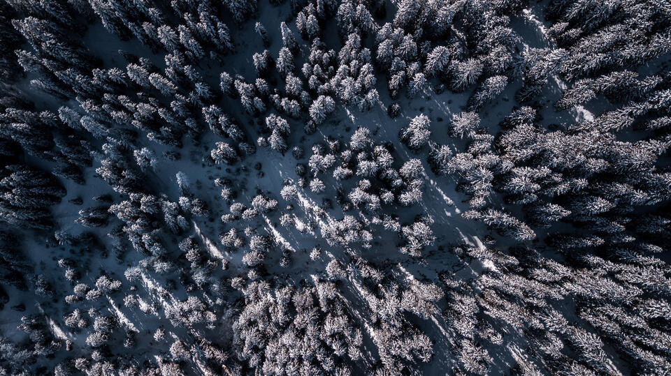 Wald im Winter